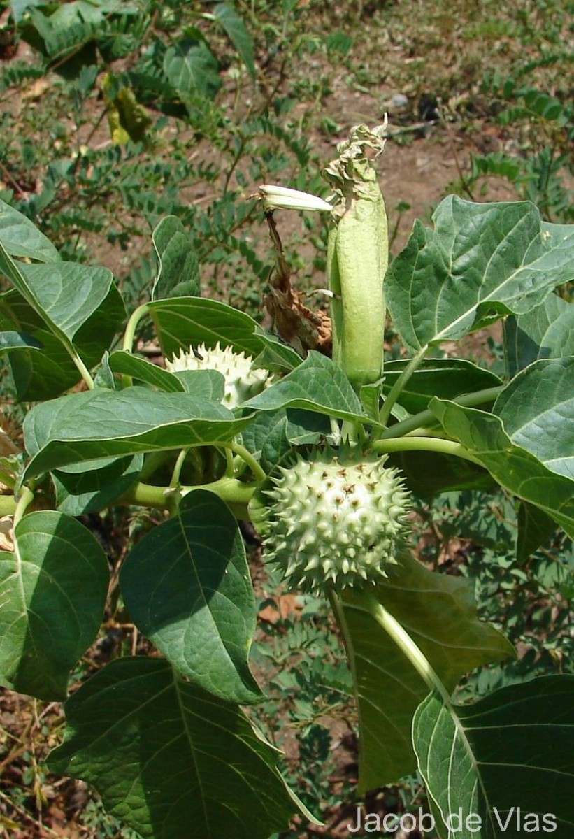 Datura metel L.